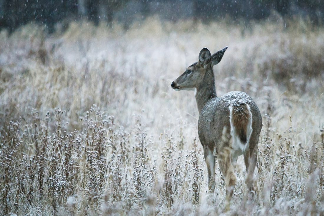 Chronic wasting disease test developed by scientists | News, Sports, Jobs - Vimarsana News